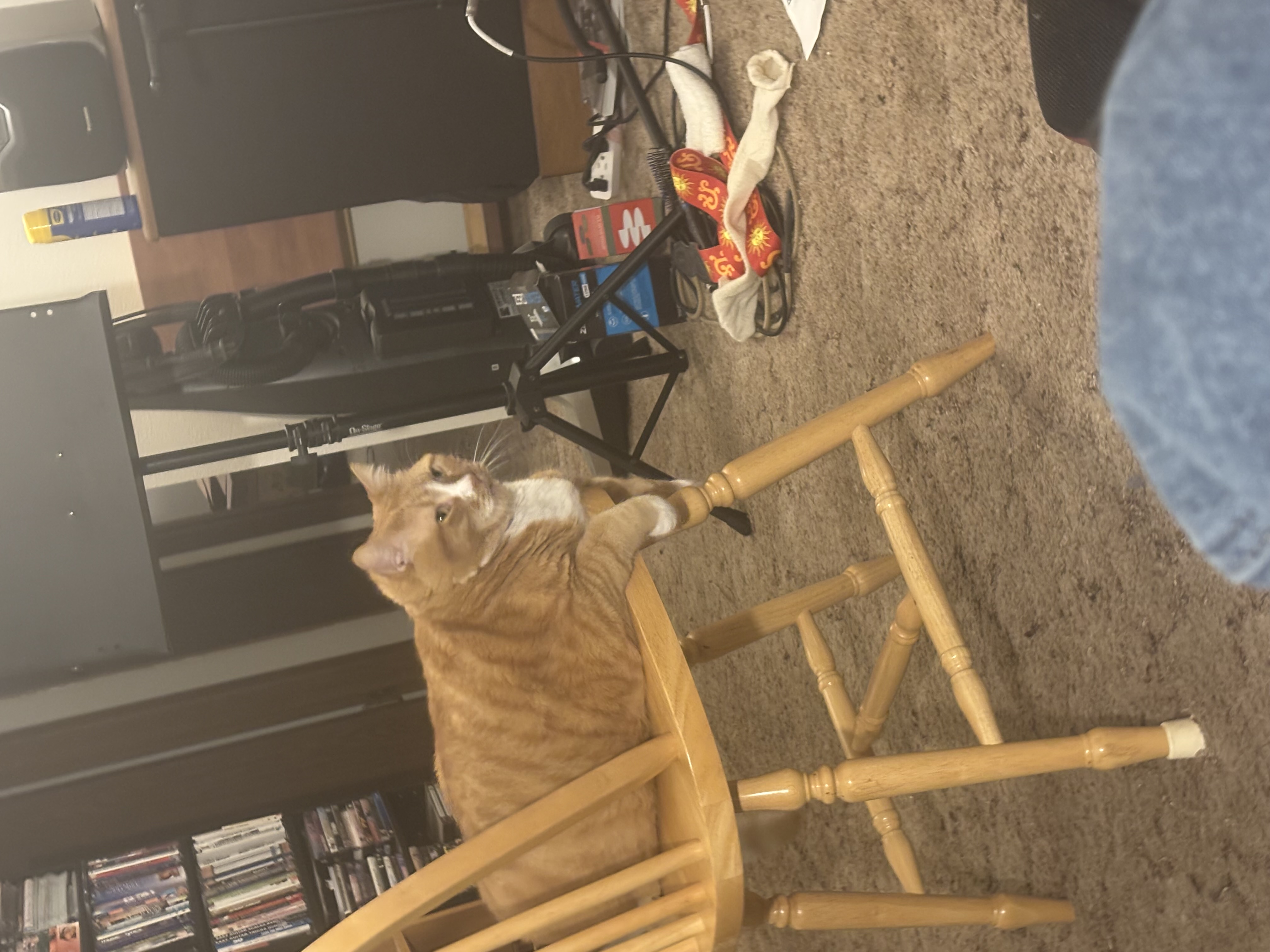 Gus on a chair
